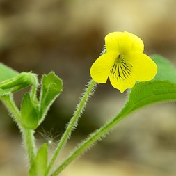 Viola pubescens (downy yellow violet)